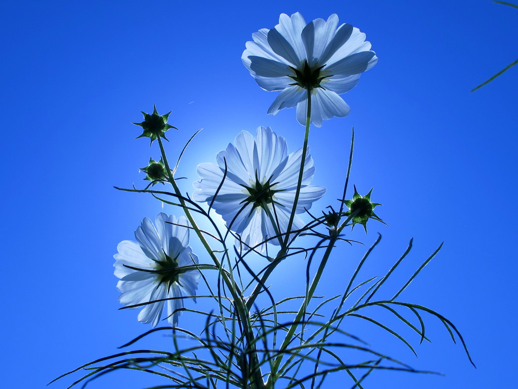 自然界の生け花