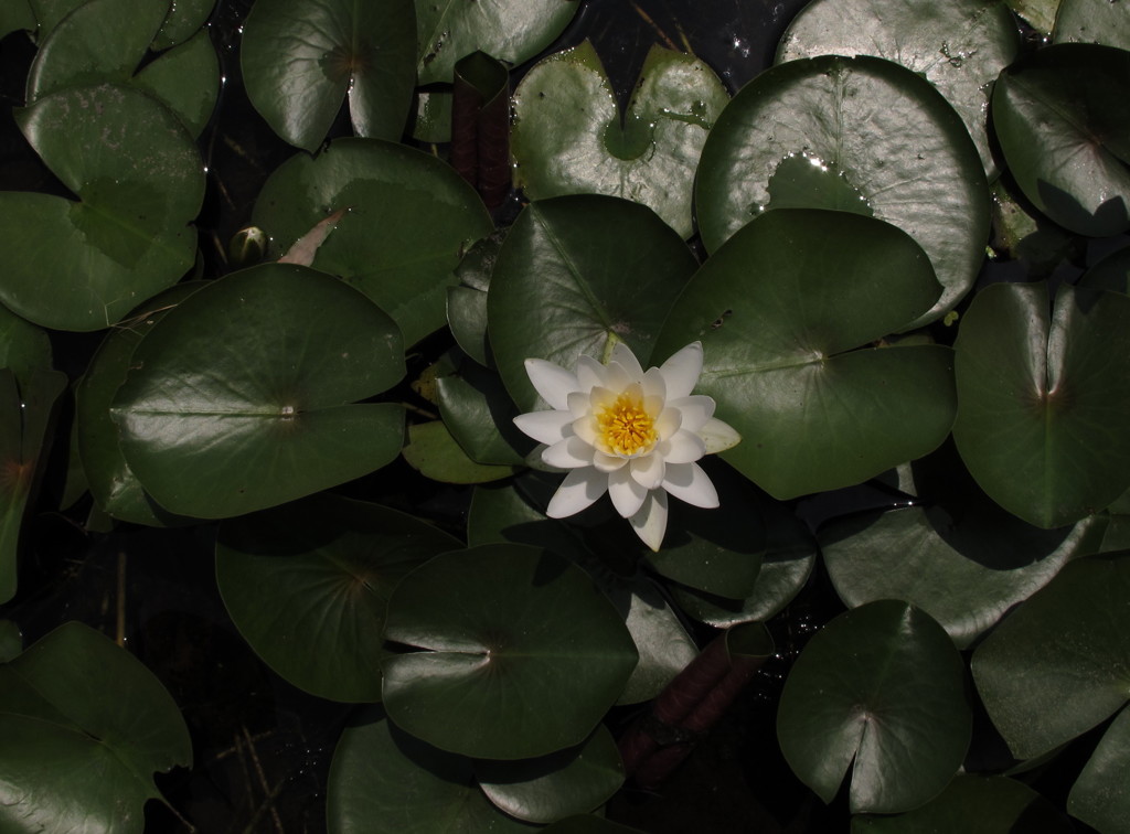 沸き立つ白い花