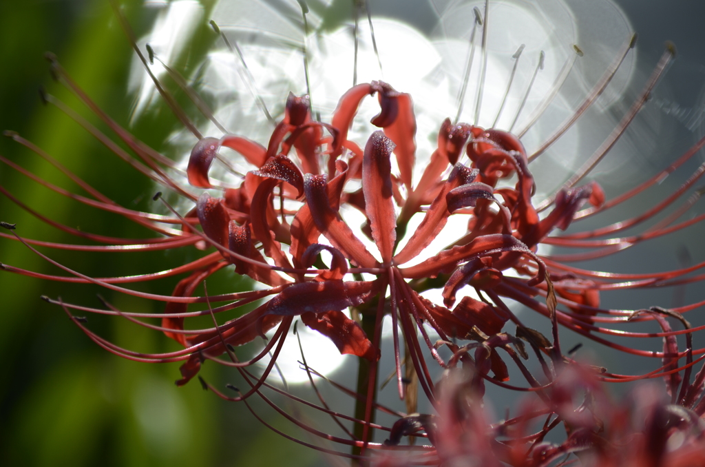朝日に抱かれて