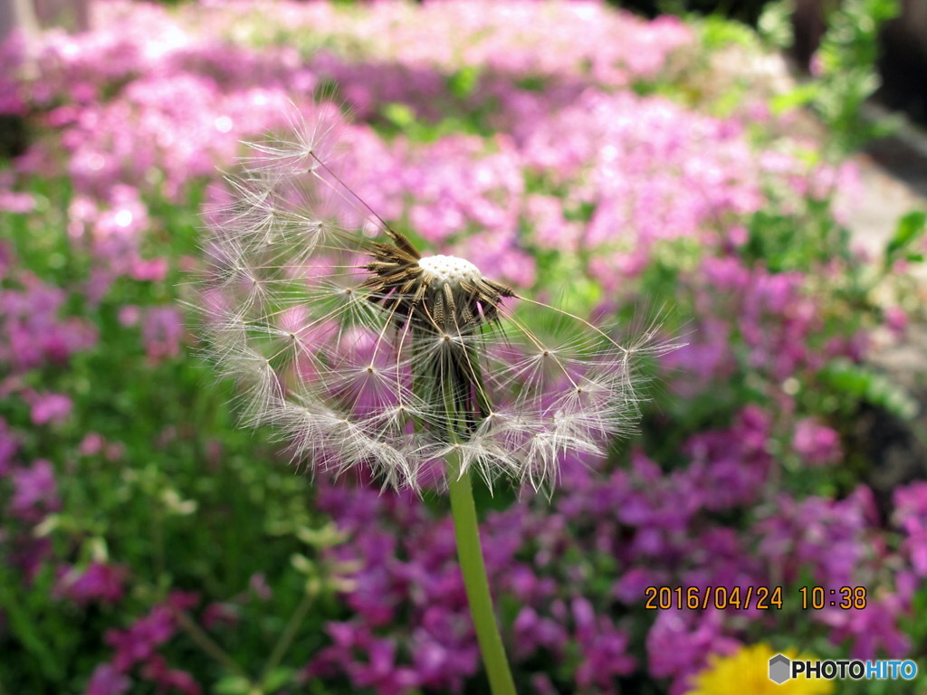 透かし花