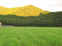 蕎麦の季節