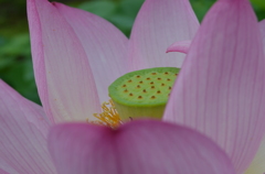 恥ずかしがり屋