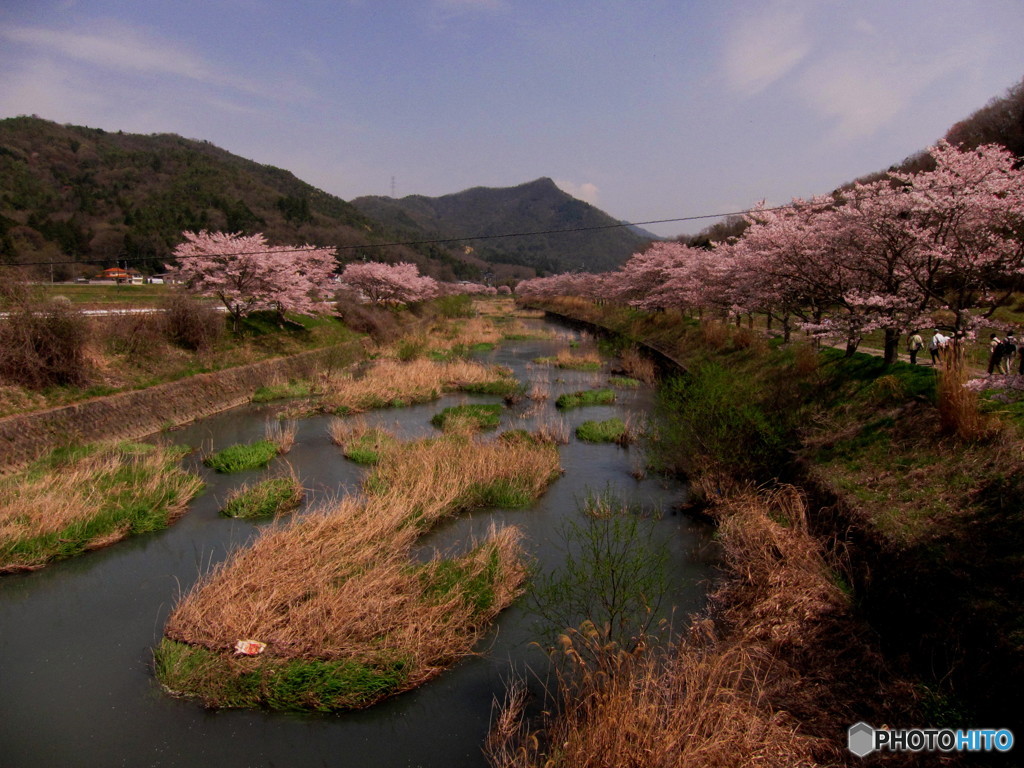 耐えた桜