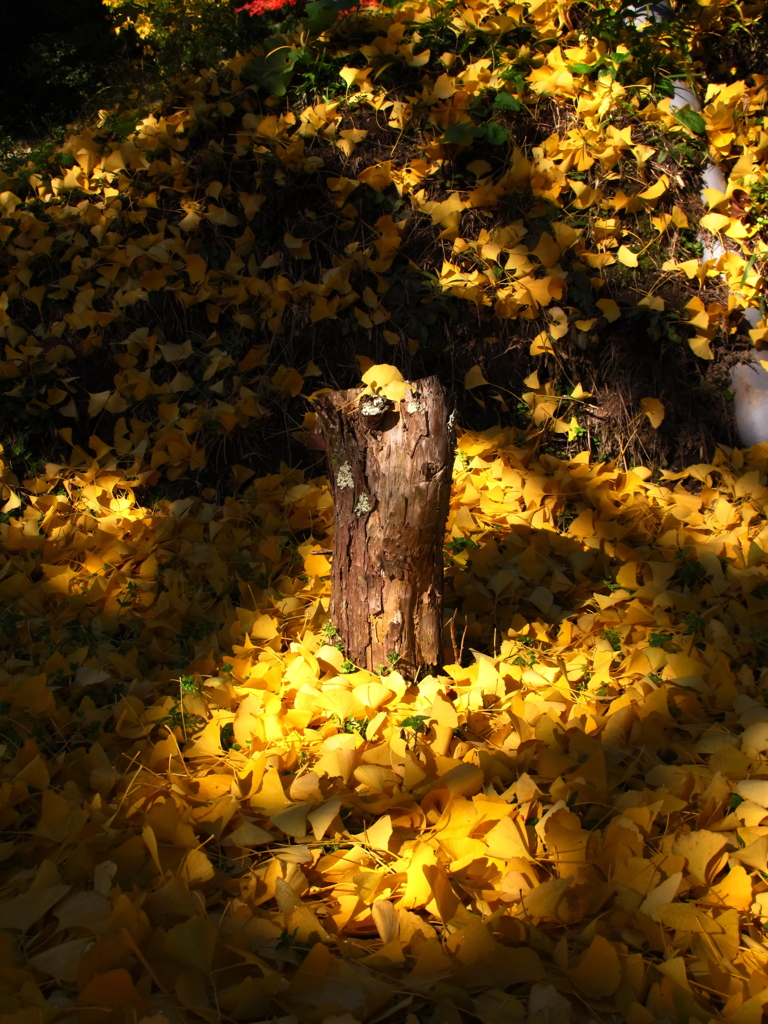 光のトライアングル