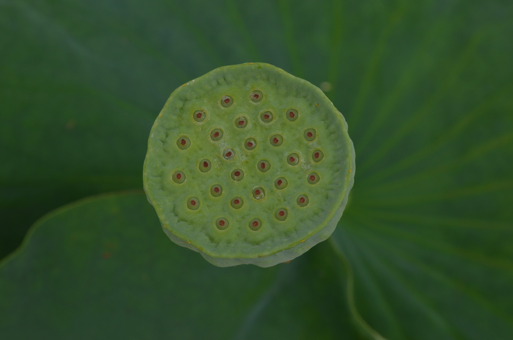 シャワーの蛇口