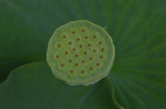 シャワーの蛇口