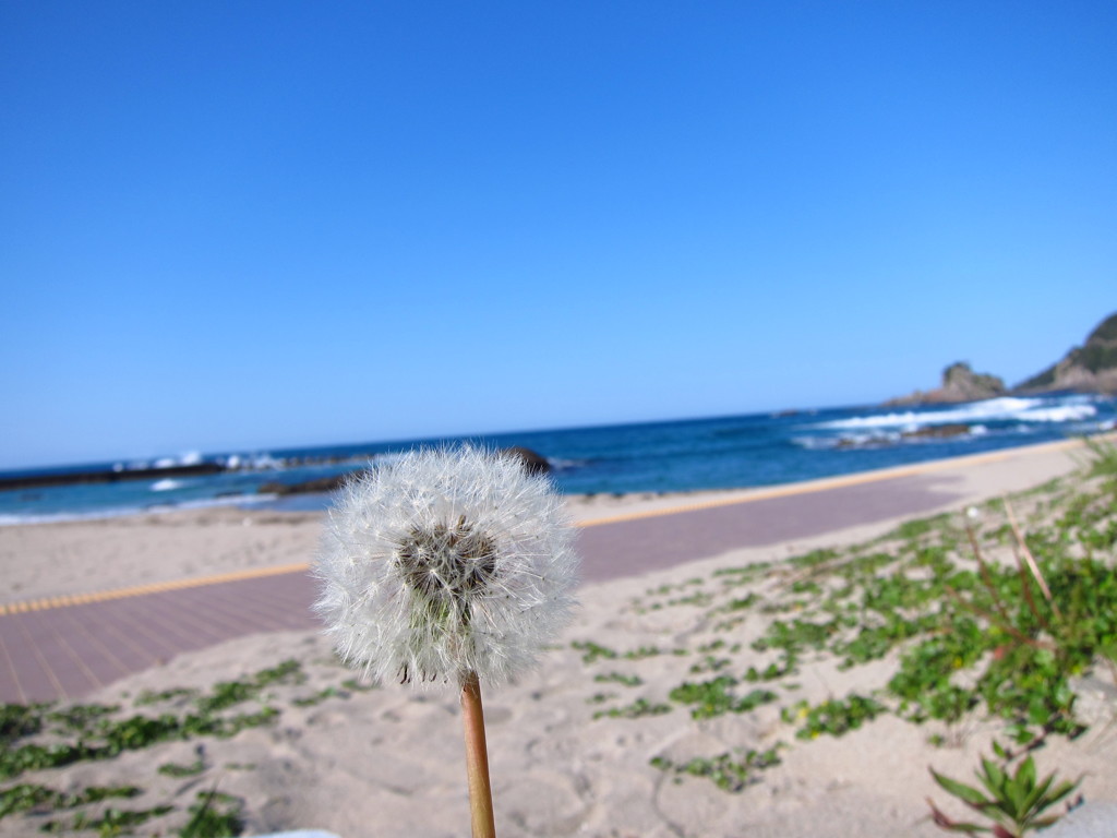 碧い海と白い綿帽子