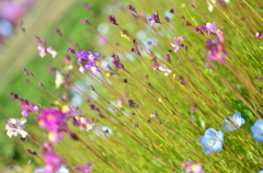 花畑の中から