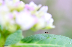 紫陽花で雨宿り