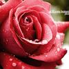 水滴と薔薇