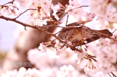 桜とヒヨ