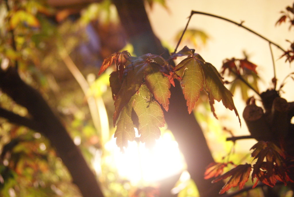 げんきになあれ