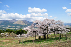 観音桜