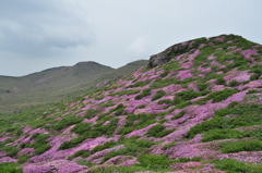 阿蘇高岳ミヤマキリシマ