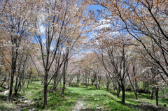 くじゅう　くたみわかれ山桜