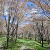 くじゅう　くたみわかれ山桜