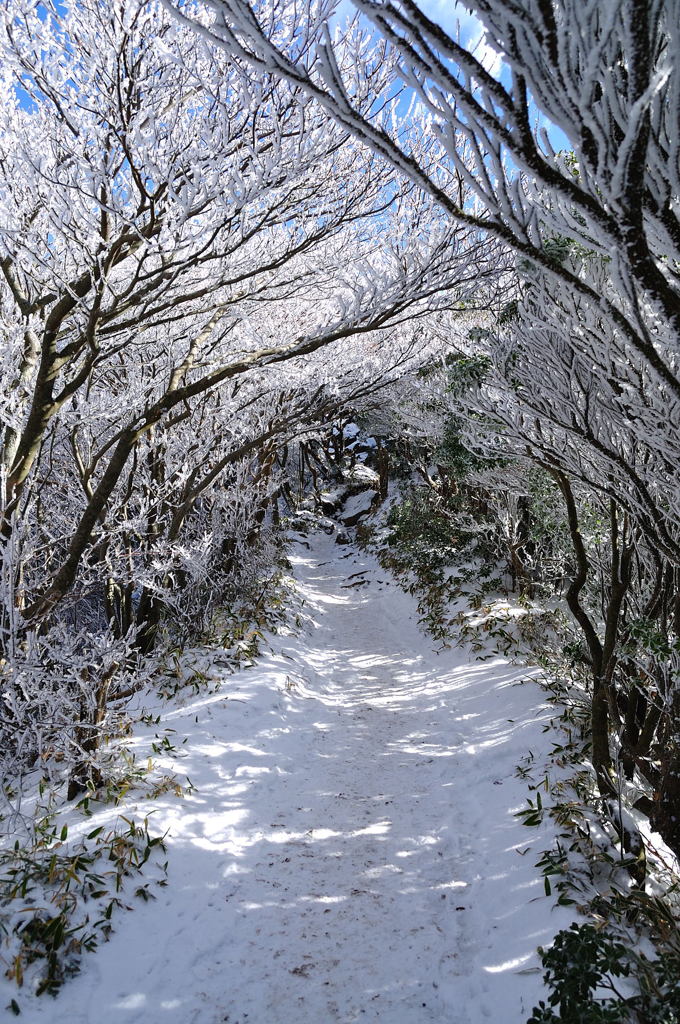 霧氷のトンネル
