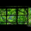 枝葉のステンドグラス