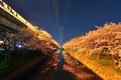 夜桜と鉄塔