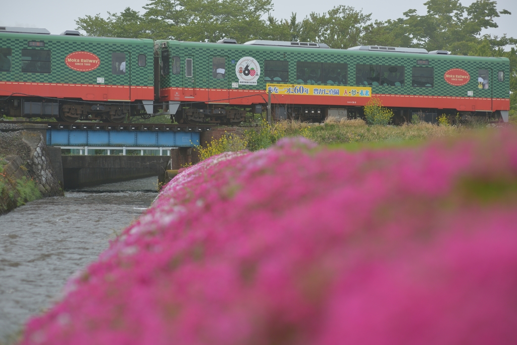 スイカ君と芝桜