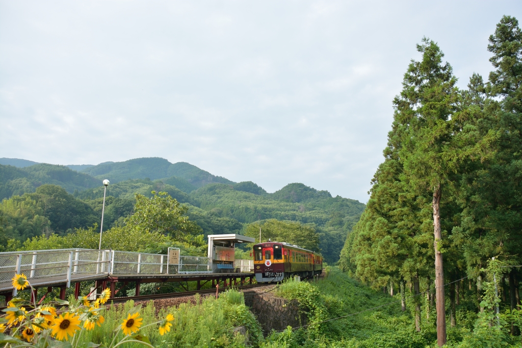 中野駅のひまわり　-1-