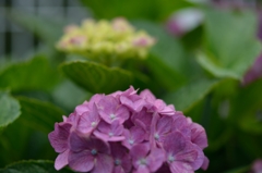 庭の紫陽花も咲き始めました。