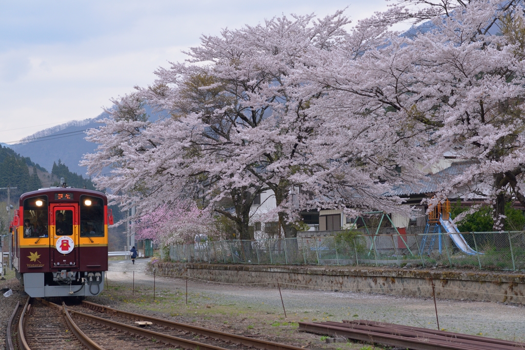 沢入の桜　-1-