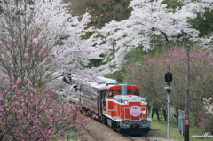 桜の季節-4-