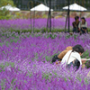 花に囲まれて