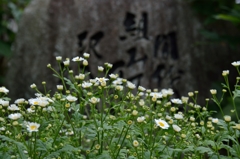 沢入の花