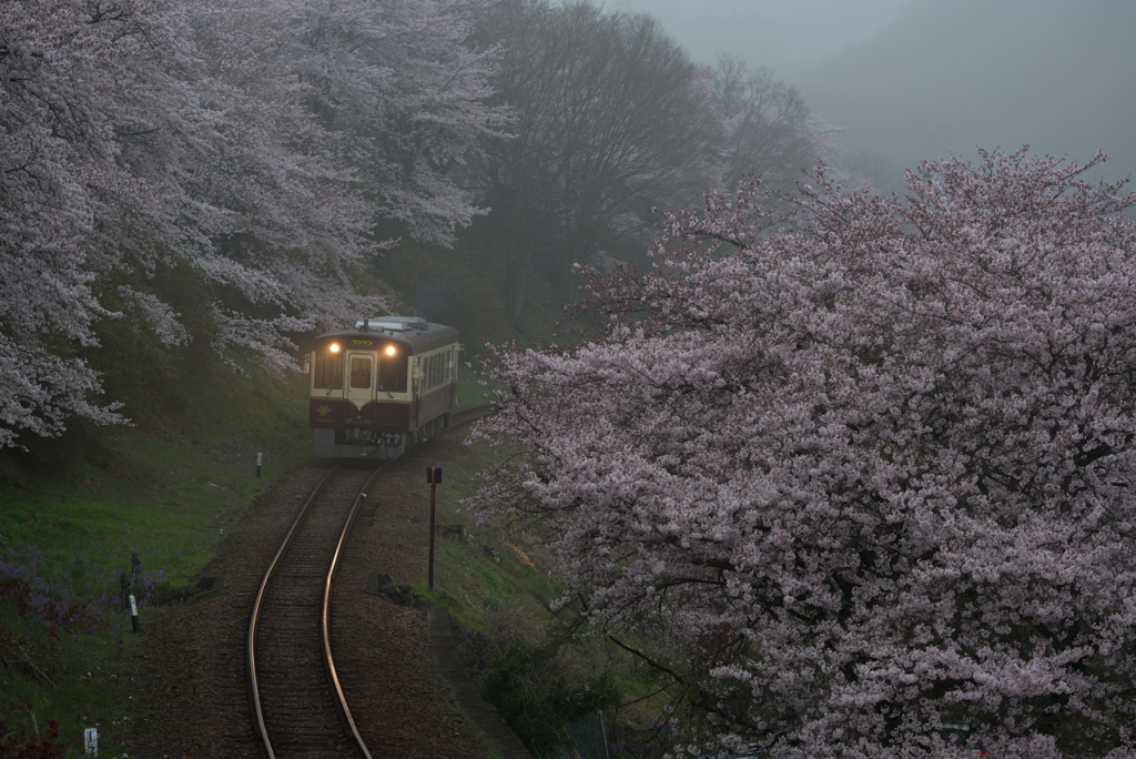 桜の名所