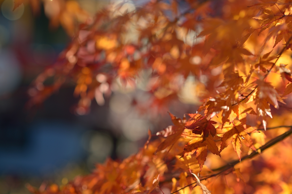 紅葉盛り