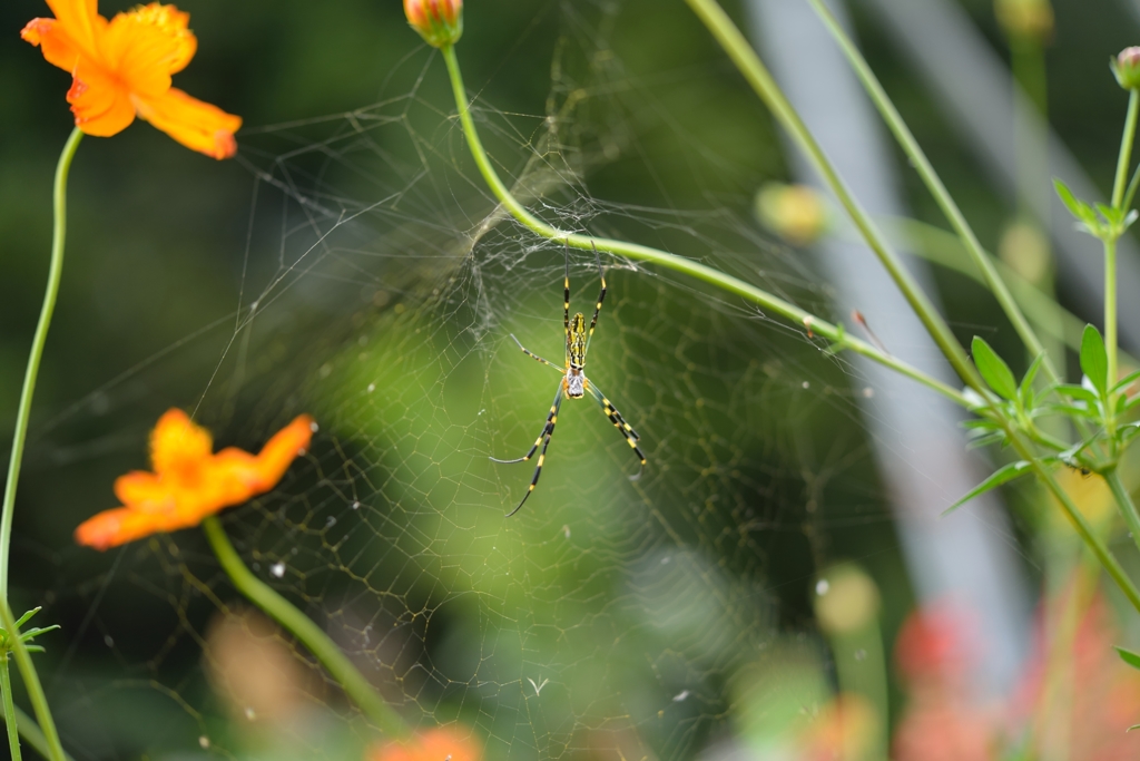 蜘蛛です。嫌いな方は見ないようにしてください。