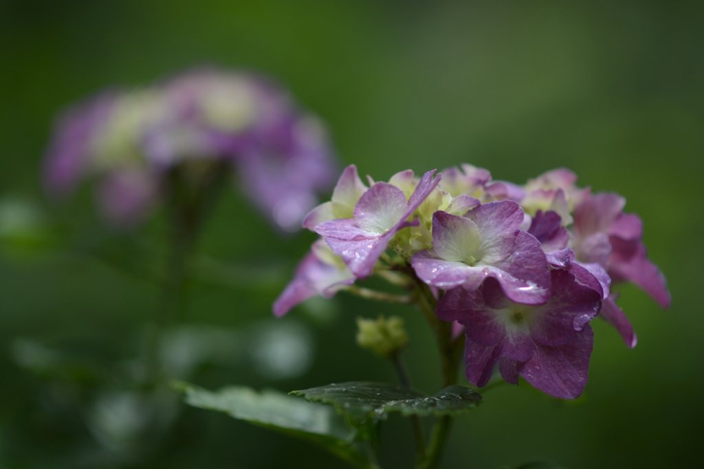 沢入駅の紫陽花２