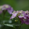 沢入駅の紫陽花２