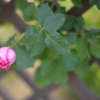 薔薇の季節　-3-