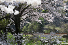 桜の季節-10-