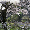 桜の季節-10-
