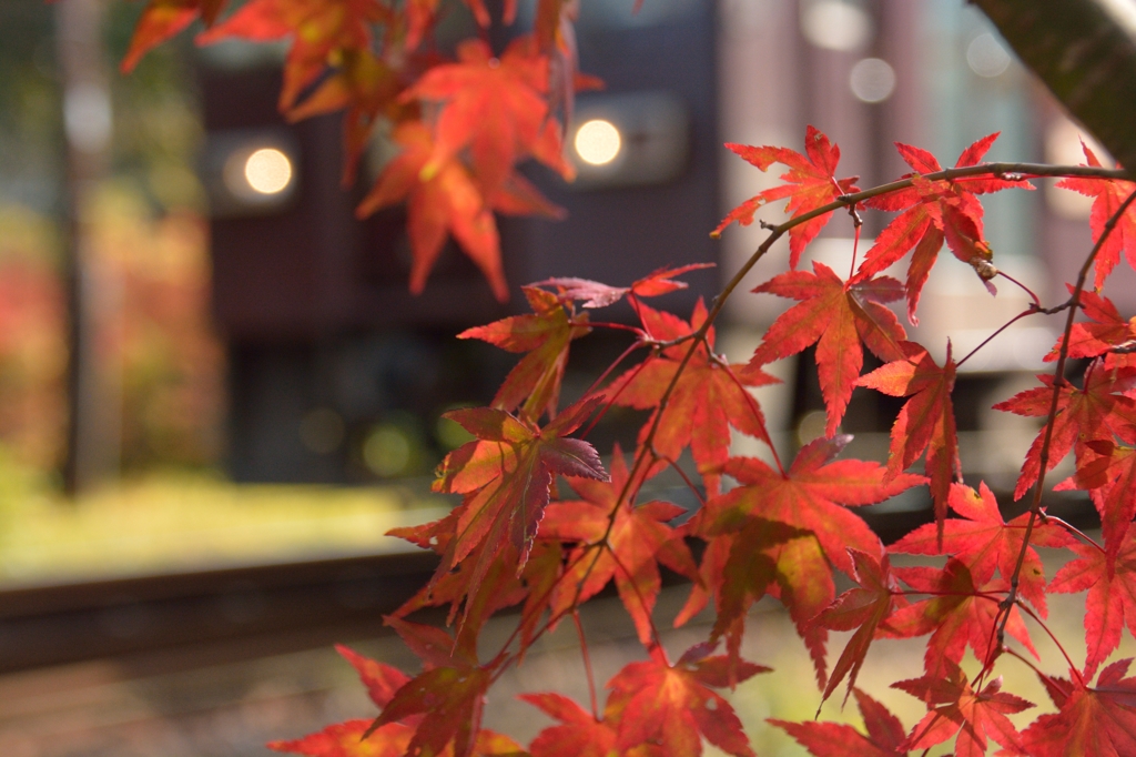 紅葉