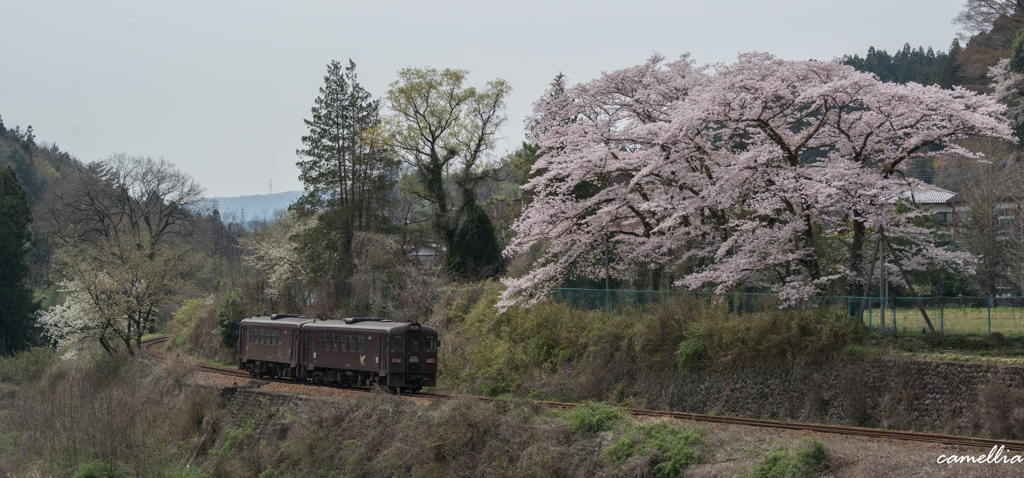 桜の季節-6-
