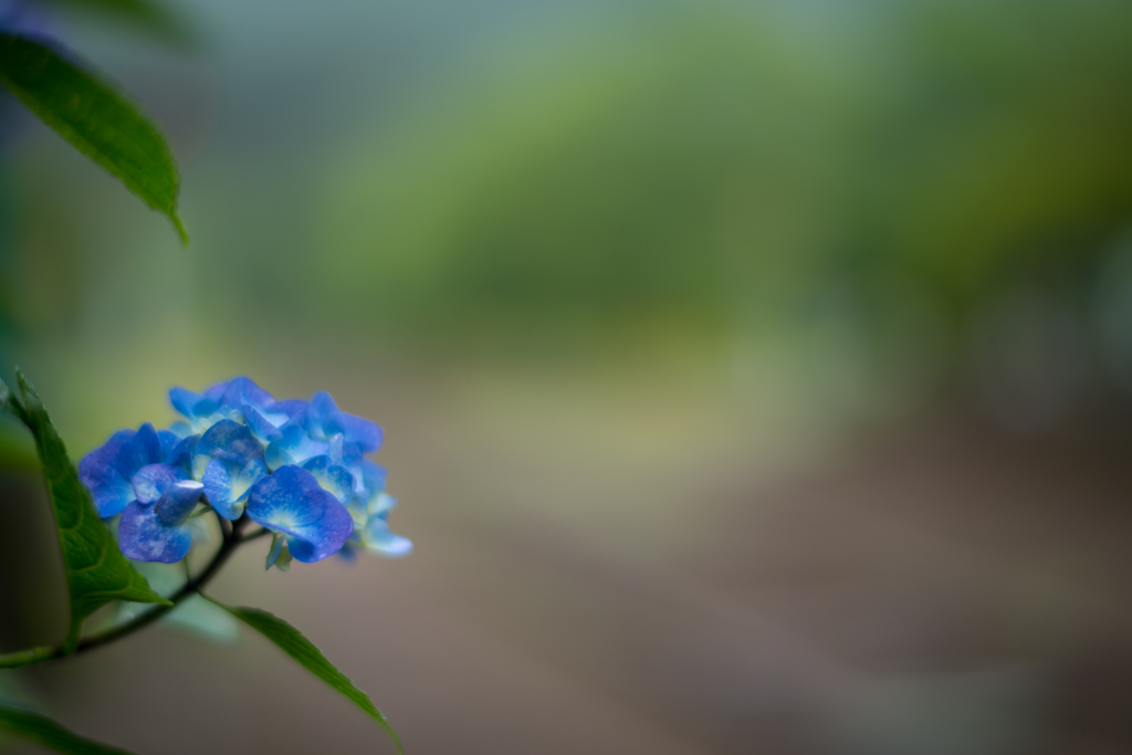 レンズテスト　F1.4の世界