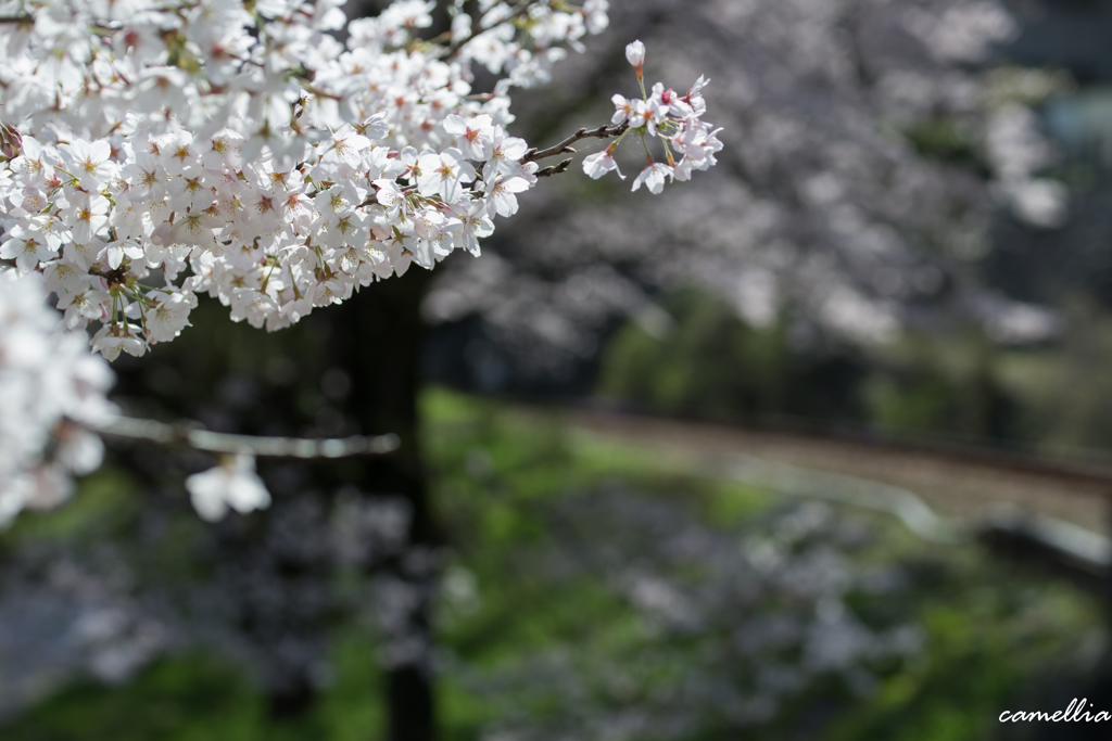 桜の季節-9-