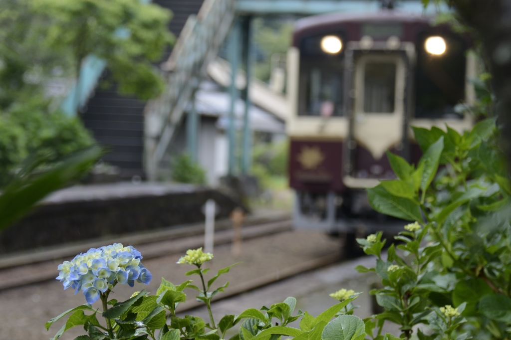 沢入駅の紫陽花も咲き始めました。