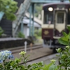 沢入駅の紫陽花も咲き始めました。