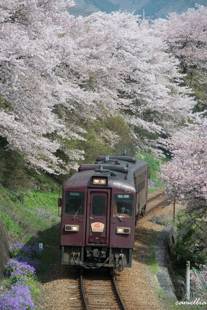 桜の季節