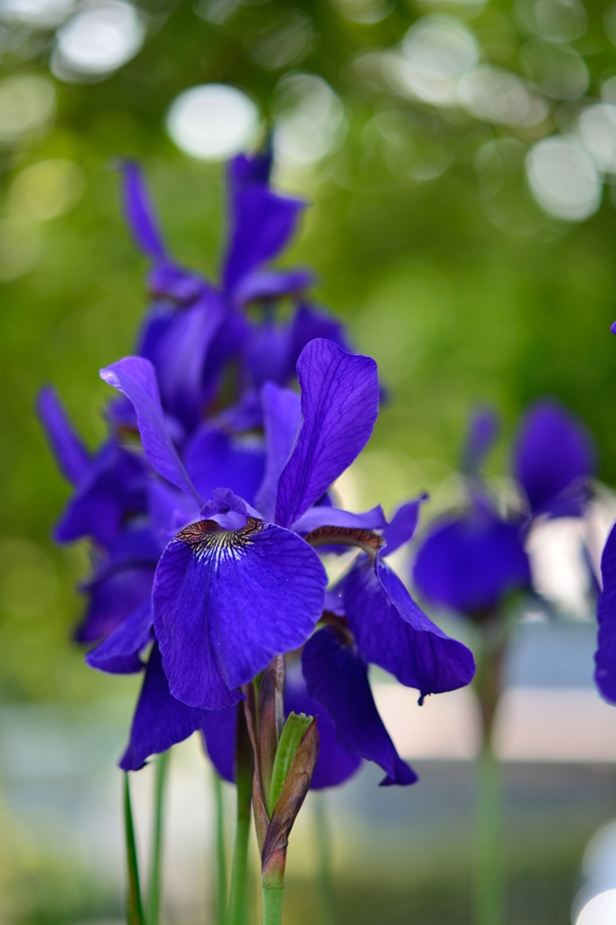 変なおじさん？