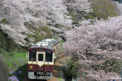 桜の季節-2-