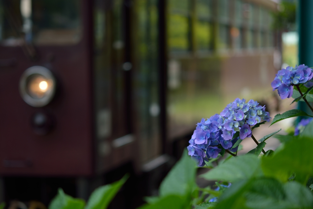 紫陽花の駅３