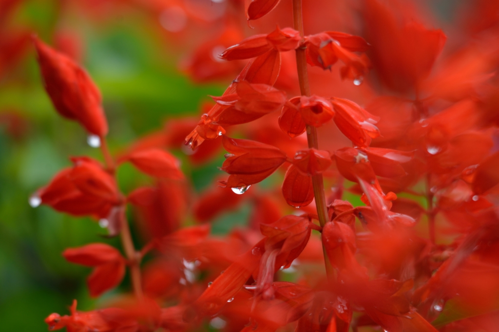 サルビーア！！