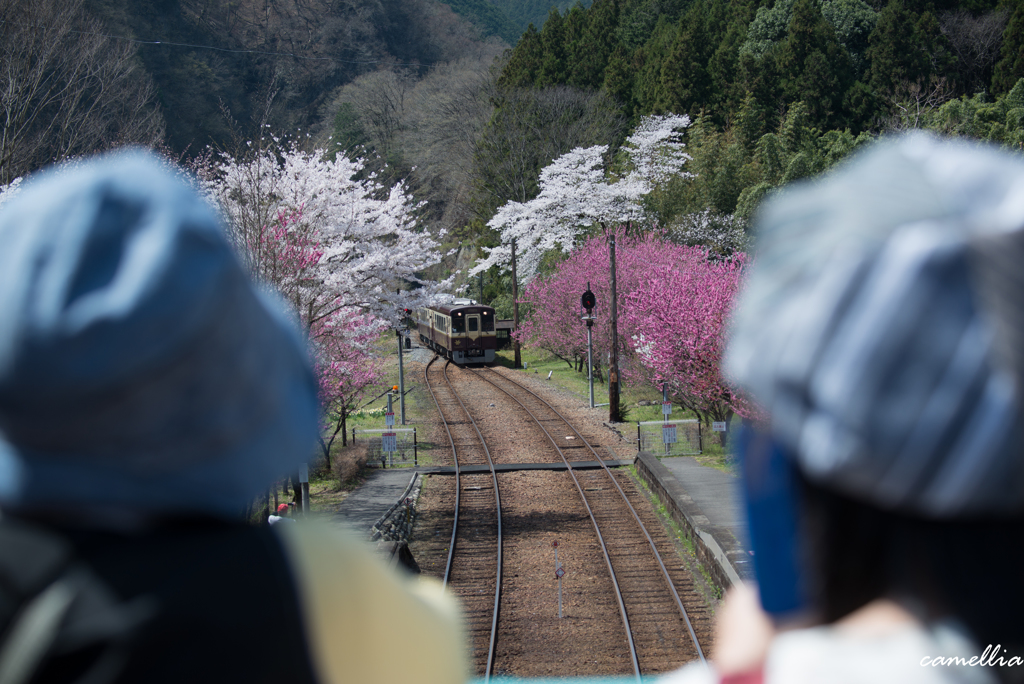 列車見物